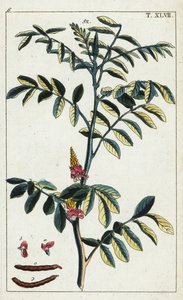 Verdadeiro índigo, Indigofera tinctoria. de Unbekannter Künstler
