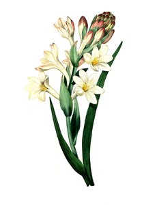 Tuberosa, Agave amica (Agave polianthes), reprodução digital de uma obra de arte original do século XVIII de Unbekannter Künstler