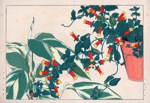 Manettia bicolor em vaso e dicadame ou erva com setas. Trepadeira, Manettia bicolor, num vaso e araruta, Maranta arundinacea. Gravura em xilogravura colorida à mão do "Seiyou Sokazufu" (Álbum Pictórico de Plantas e Ervas Ocidentais) de Konan Tanigami. de Unbekannter Künstler
