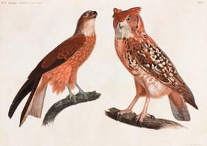 Duas ilustrações a cores de aves de Unbekannt
