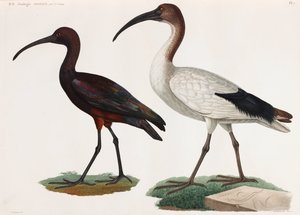 Duas ilustrações a cores de aves de Unbekannt