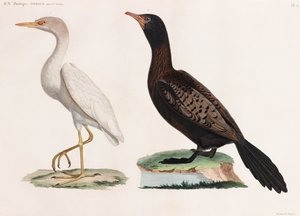 Duas ilustrações a cores de aves de Unbekannt