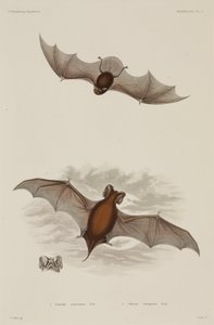 Dois tipos de morcego de Unbekannter Künstler