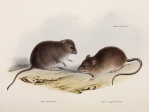 Dois tipos de mouse, América do Sul, c 1832-1836 de Unbekannt