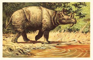 Uintatherium anceps, mamífero herbívoro extinto do Eocénico.1908 (litografia) de Unbekannter Künstler