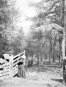 Reino Unido : Eaton Woods, c1890 de Unbekannt