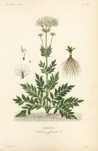 Valeriana, Valeriana officinalis, Valeriane de Unbekannt