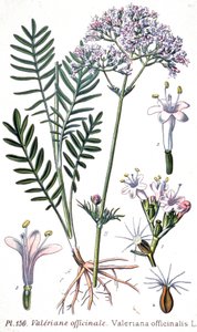 Valeriana officinale, c.1880-1900 (gravura) de Unbekannter Künstler