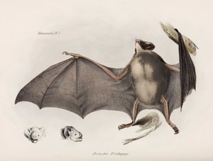 Morcego vampiro, América do Sul, c 1832-1836 de Unbekannter Künstler