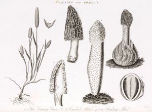 Variedade de phalaris aquatica grass e cogumelos morilles de Unbekannt