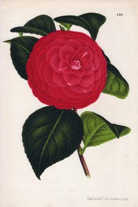 Variedade de camélias híbridas, denominada Marchesa Davia (Camellia japonica, Thea japonica), com flores vermelhas com nervuras vermelho-carmesim. Cromolitografia de P. de Pannemaeker, publicada por volta de 1880 em Ghent (Bélgica), em L