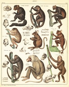 Variedades de macacos. ,1841 (litografia) de Unbekannter Künstler