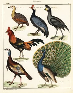 Variedades de pássaros. ,1841 (litografia) de Unbekannter Künstler