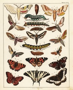 Variedades de borboletas, mariposas, etc., 1841 (litografia) de Unbekannter Künstler