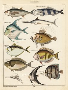 Variedades de peixes.,1841 (litografia) de Unbekannter Künstler