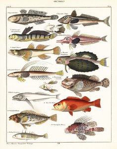 Variedades de peixes.,1841 (litografia) de Unbekannter Künstler