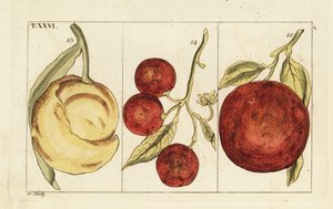 Variedades de laranjas. de Unbekannter Künstler