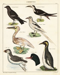 Variedades de aves marinhas. ,1841 (litografia) de Unbekannter Künstler