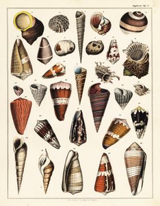 Variedades de conchas, moluscos.,1841 (litografia) de Unbekannter Künstler