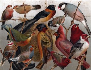 Várias aves, c.1900 (gravura) de Unbekannter Künstler