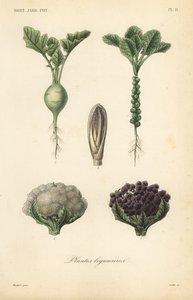 Legumes, Plantas leguminosas de Unbekannt