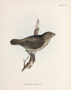 Vegetariano Finch, Ilhas Galápagos, c 1832-1836 de Unbekannt