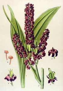 Planta venenosa (tóxica): Veratrum nigrum preto (Veratrum nigrum) de Unbekannter Künstler