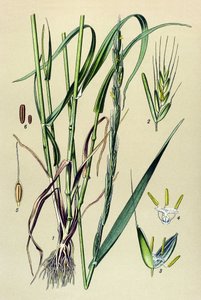Planta venenosa (tóxica): palha intoxicante (Lolium temulentum) de Unbekannter Künstler