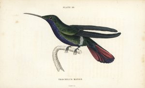 Anthracothorax veraguensis (beija-flor da manga, Trochilus mango). Gravura em metal aço colorida à mão por William Lizars da Biblioteca do Naturalista de Sir William Jardine: Ornithology: Hummingbirds Volume 2, Edinburgh, W.H. Lizars de Unbekannter Künstler