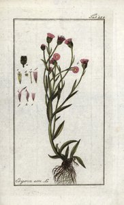 Acre de Vergerette (Erigeron acris). Litografia de "Picture of Artseny-Gewassen" de Johannes Zorn (1739-1799), Países Baixos de Unbekannter Künstler