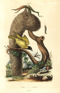 Ave tecelã e ninho de aldeia, Ploceus cucullatus, e mosca-grua, espécie Tipula de Unbekannt