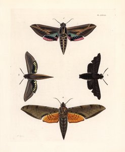 Traça-esfinge da videira, Eummorpha vitis 1, esfinge lúgubre, Enyo lugubris 2, esfinge tersa, Xylophanes tersa 3, e esfinge raiada, Proambulyx strigilis 4. Litografia colorida à mão da nova edição de John O. Westwood da obra de Dru Drury "Illustrations of  de Unbekannter Künstler