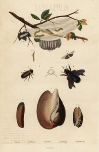 Voluta, besouro, abelha de carpinteiro e mariposa. de Unbekannter Künstler