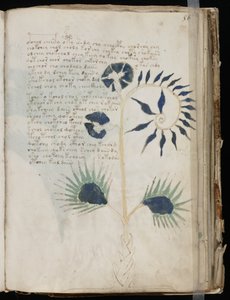 Voynich Manuscript folio 56r, c.1500 (tinta sobre pergaminho) de Unbekannt
