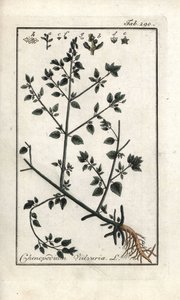 Vulvar (Chenopodium vulvaria). Litografia de "Picture of the Artseny-Gewassen" de Johannes Zorn (1739-1799), Países Baixos de Unbekannter Künstler