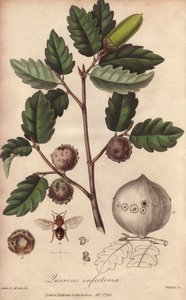 Carvalho do País de Gales (Quercus infectoria) - Água forte por William Clarke para ilustrar "Medical Botanical, Description of the Medicinal Plants of London, Edinburgh and Dublin" de John Stephenson e James Morss Churchill, publicado em Londres por John  de Unbekannter Künstler