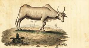 Búfalo de água, Bubalus bubalus,1800 (gravura) de Unbekannter Künstler