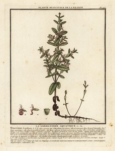Germe de água, Teucrium scordium. de Unbekannter Künstler