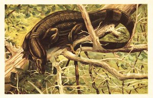 Lagarto monitor de água, Varanus salvator. 1908 (litografia) de Unbekannter Künstler