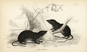 Musaranho-de-água, Neomys fodiens (Sorex remifer, Sorex fodiens). Gravura em metal aço colorida à mão por Lizars a partir de uma ilustração de James Stewart da Naturalist