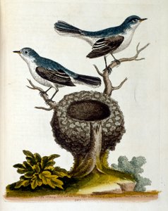 Ilustração a aguarela de um livro sobre aves raras de G Edwards, 1750. George Edwards (1694-1773) foi um naturalista e ornitólogo britânico. Viajou muito pela Europa, estudando a história natural e as aves em particular. Ganhou algum reconhecimento de Unbekannter Künstler