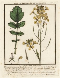 Foguetão com folhas de água, Erucastrum nasturtiifolium. de Unbekannter Künstler