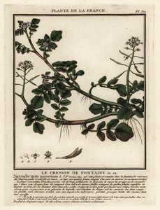 Agriões de água, Nasturtium officinale. de Unbekannter Künstler