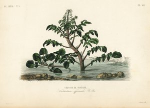Agriões de água ou amarelos, Nasturtium officinale, Cresson de fontaine de Unbekannt