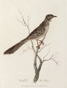 Comedor de Abelhas Wattled de Unbekannter Künstler