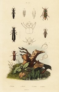 Gorgulho e escaravelhos moídos. de Unbekannter Künstler