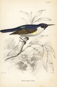 Pássaro-sol de dorso púrpura ocidental, Anthreptes longuemarei (Pássaro-sol de corpo branco, Anthreptes leucosoma). Gravura em metal aço colorida à mão por William Lizars após William Swainson da Biblioteca do Naturalista de Sir William Jardine: Ornitholog de Unbekannter Künstler
