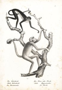 Macaco-aranha de barriga branca, Ateles belzebuth (em perigo), e muriqui do norte, Brachyteles hypoxanthus (Ateles hypoxanthus), criticamente em perigo. Litografia de Karl Joseph Brodtmann da História Natural Ilustrada dos Animais de Heinrich Rudolf Schinz de Unbekannter Künstler