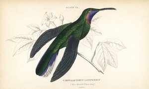 Sabre de cauda branca, Campylopterus ensipennis (Sabre de garganta azul, Trochilus latipennis). Gravura em metal aço colorida à mão por William Lizars da "Sir William Jardine