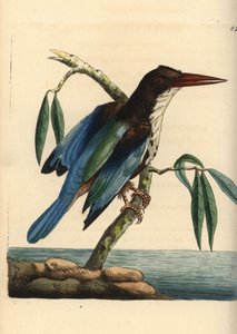 Guarda-rios de garganta branca, Halcyon smyrnensis (guarda-rios de Smyrna, Alcedo smyrnensis). Ilustração desenhada e gravada por Richard Polydore Nodder. Gravura em chapa de cobre colorida à mão de George Shaw e Frederick Nodder, The Naturalist